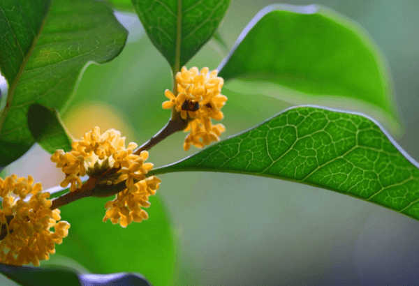 桂花香的句子唯美短句,桂花的文案短句