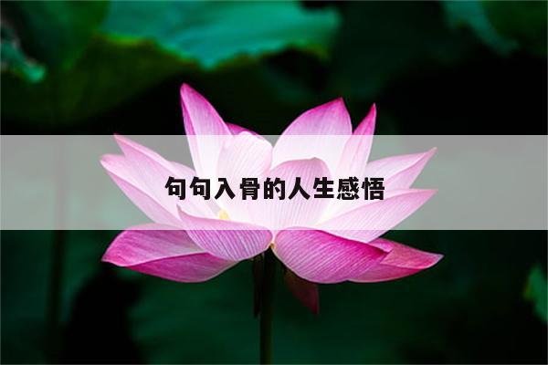 句句入骨的人生感悟